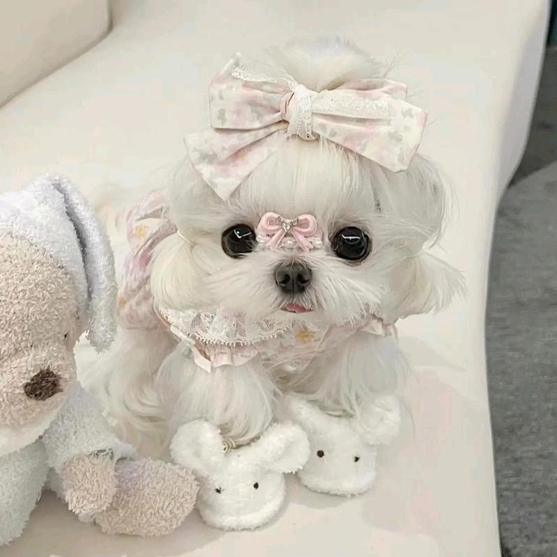 宠物狗繁育帅帅