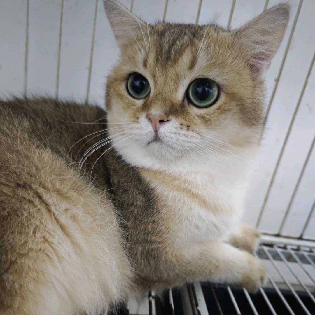 宠臣猫舍