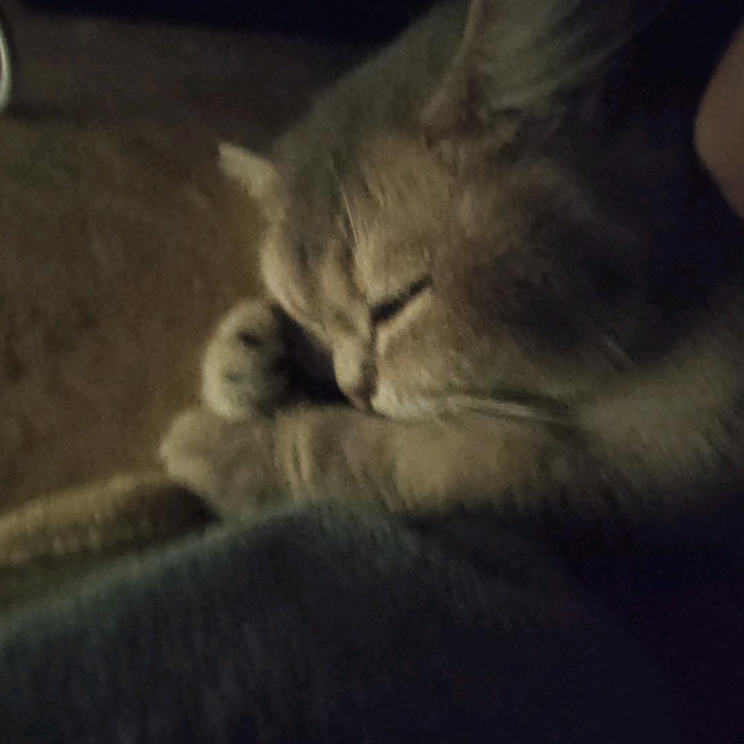 薄荷猫宠物用品