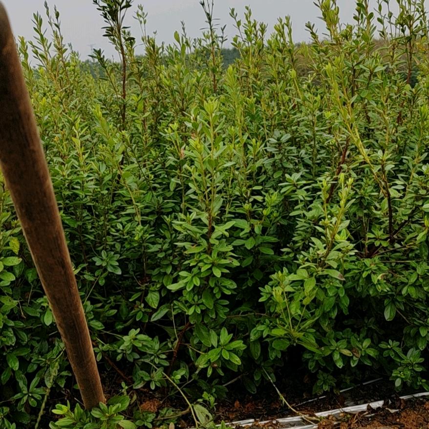 映山红苗业批发