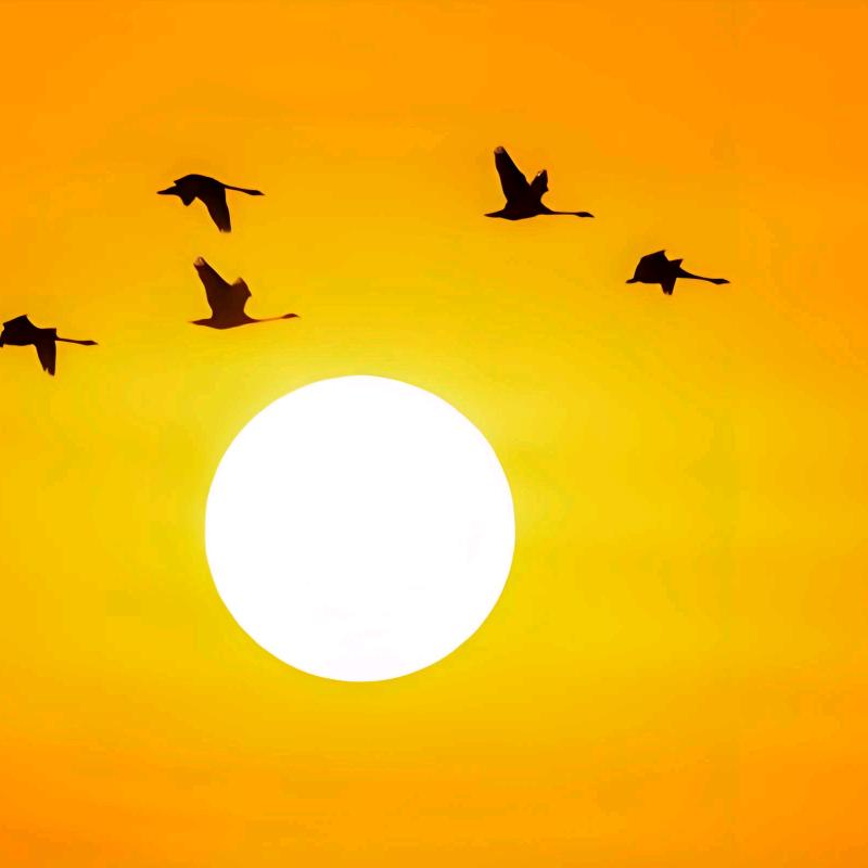 最帅的小伙伴！