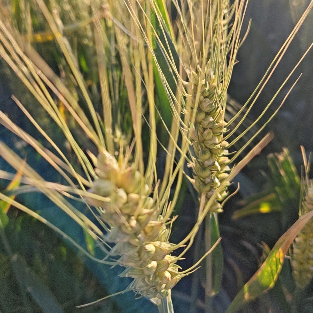 彤彤爱宠用品店