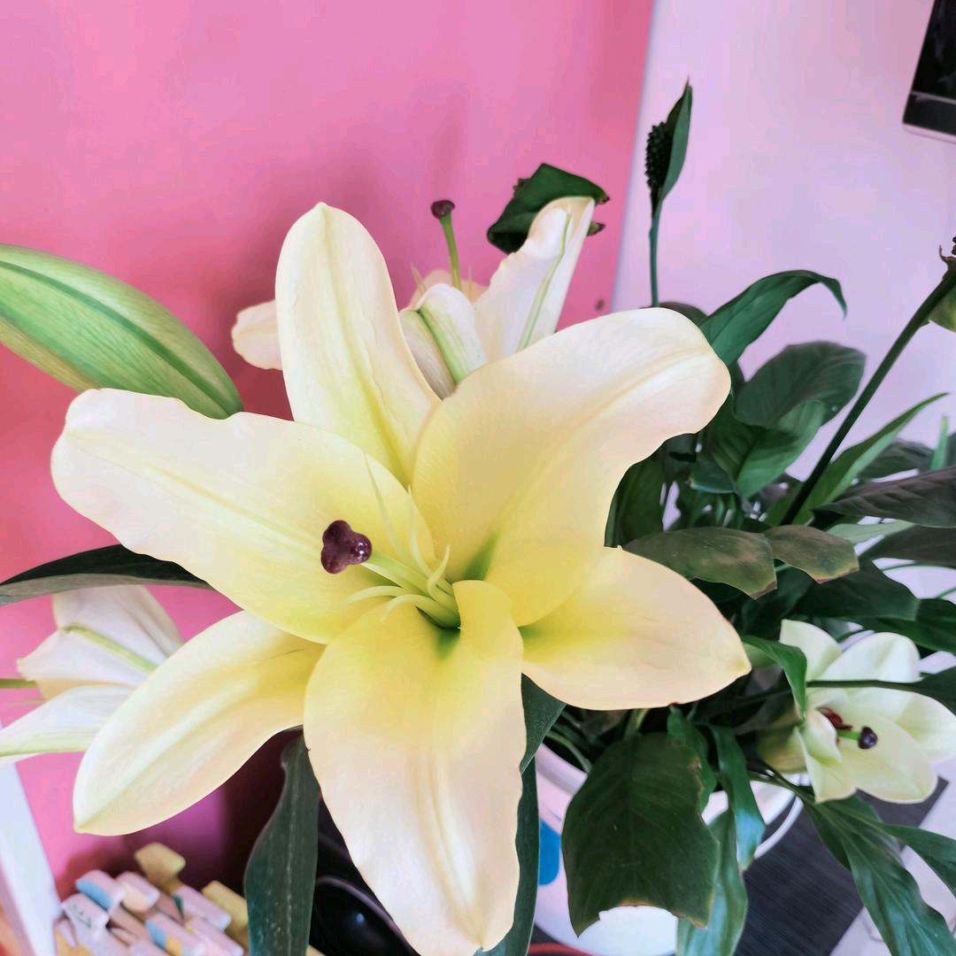 @清新秀丽💃🏻