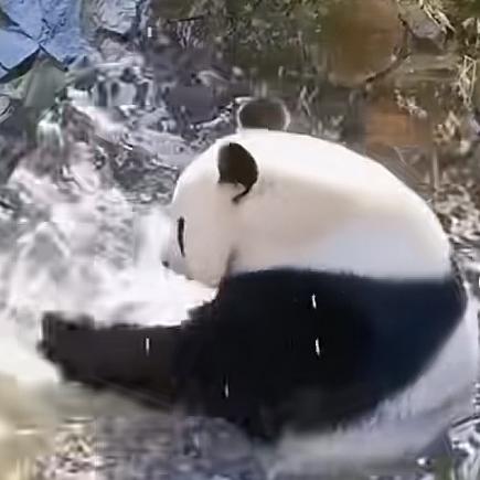传奇熊猫