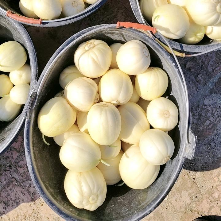 东北你岩姐
