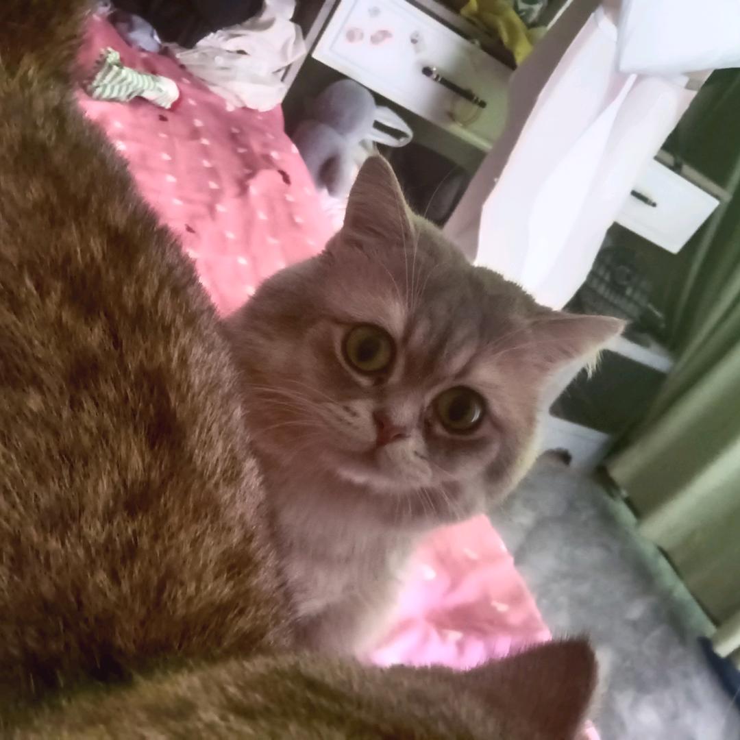 🌈爱吃香菜（夏鸣星的小娇妻版）