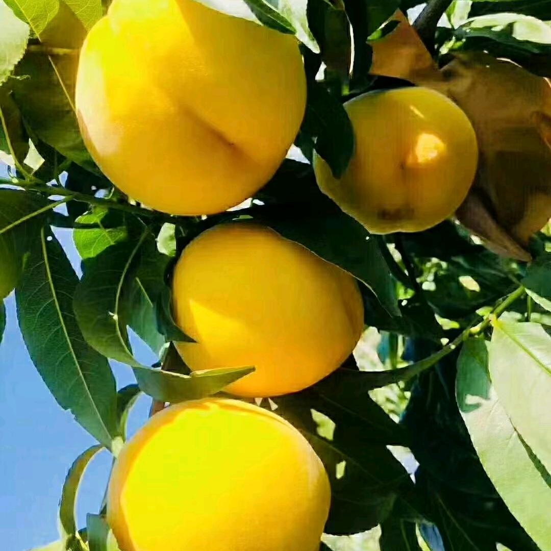 沂蒙山蟠桃园🍑