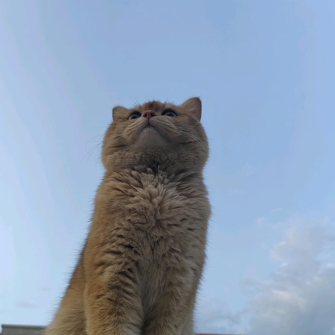 阿喵～🐱