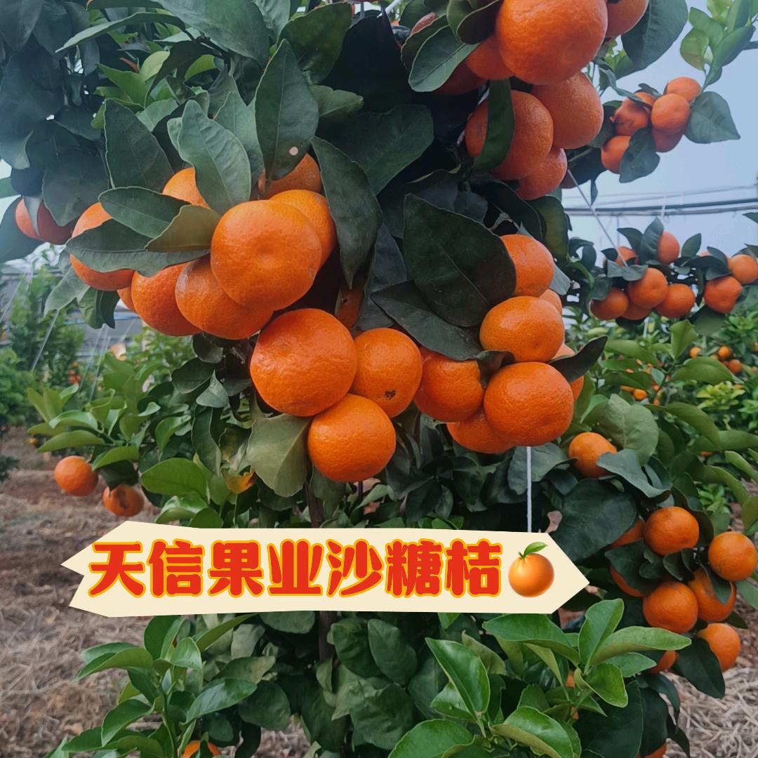 天信果业何四海