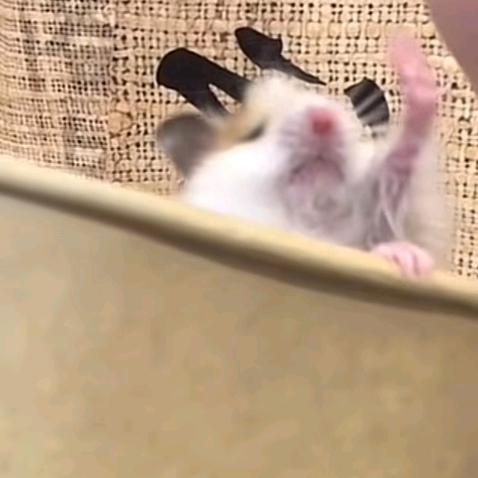 耶加