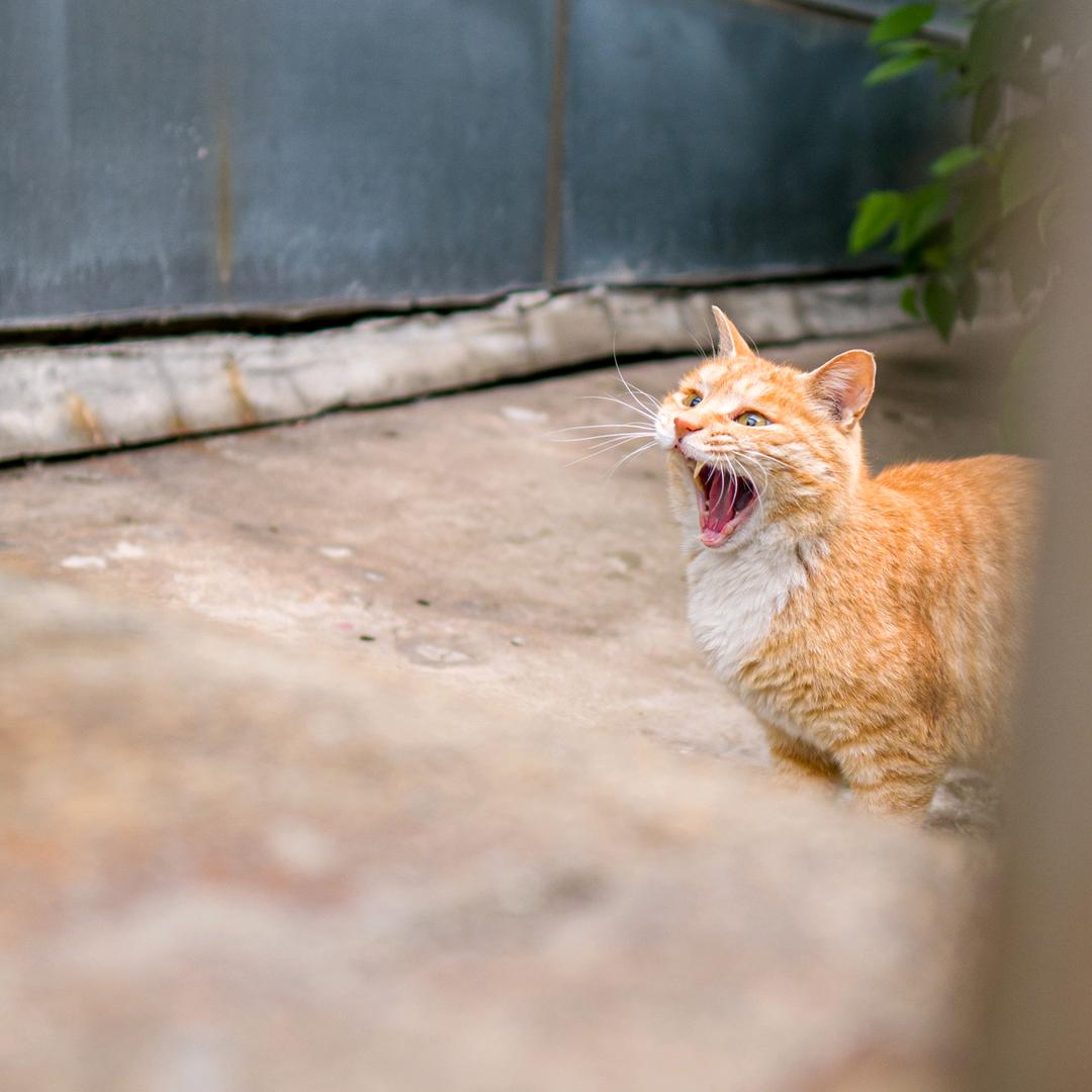 超级无敌霹雳哇塞小菠萝头、