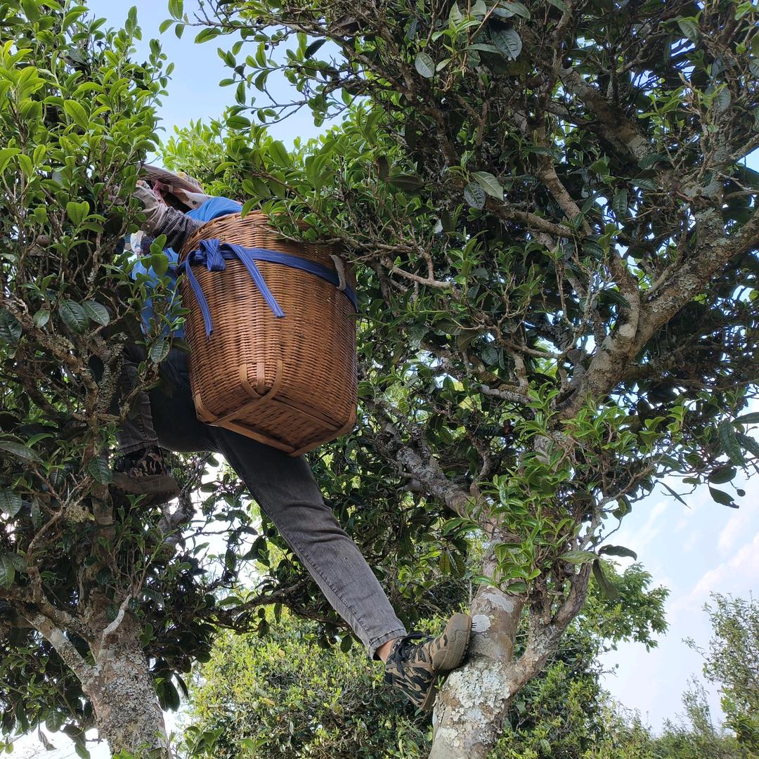 香竹林古树茶宣传橘橘长