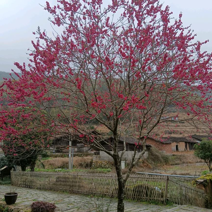阿春jiang