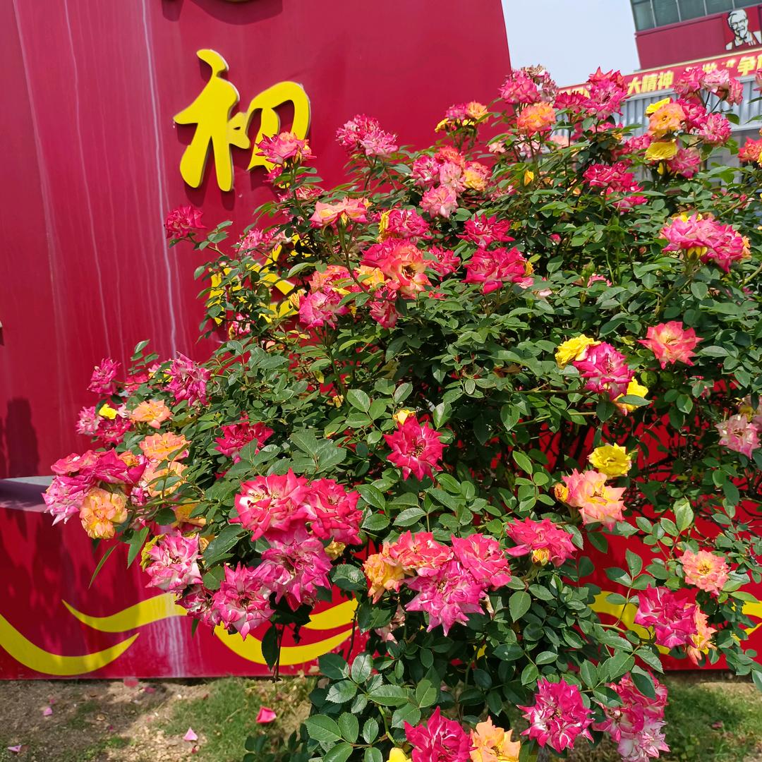 ㅤㅤ 　从《心》走过