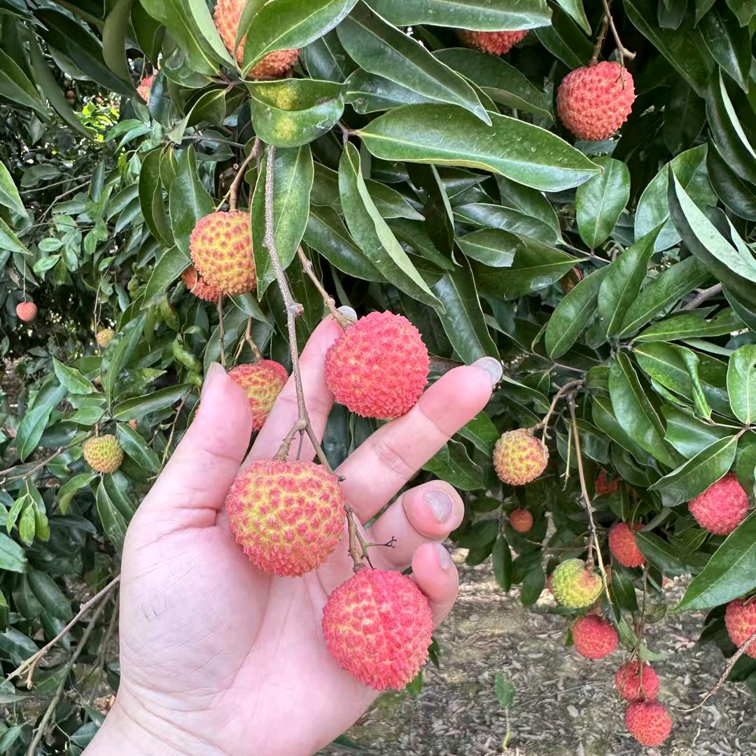 惠州果园荔枝直发-菁姐