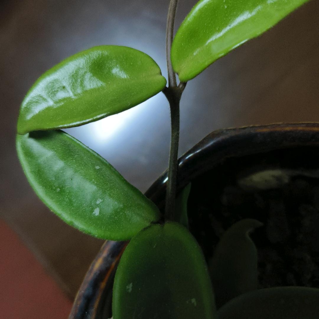 瓜仔