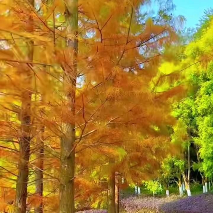 母猪上树