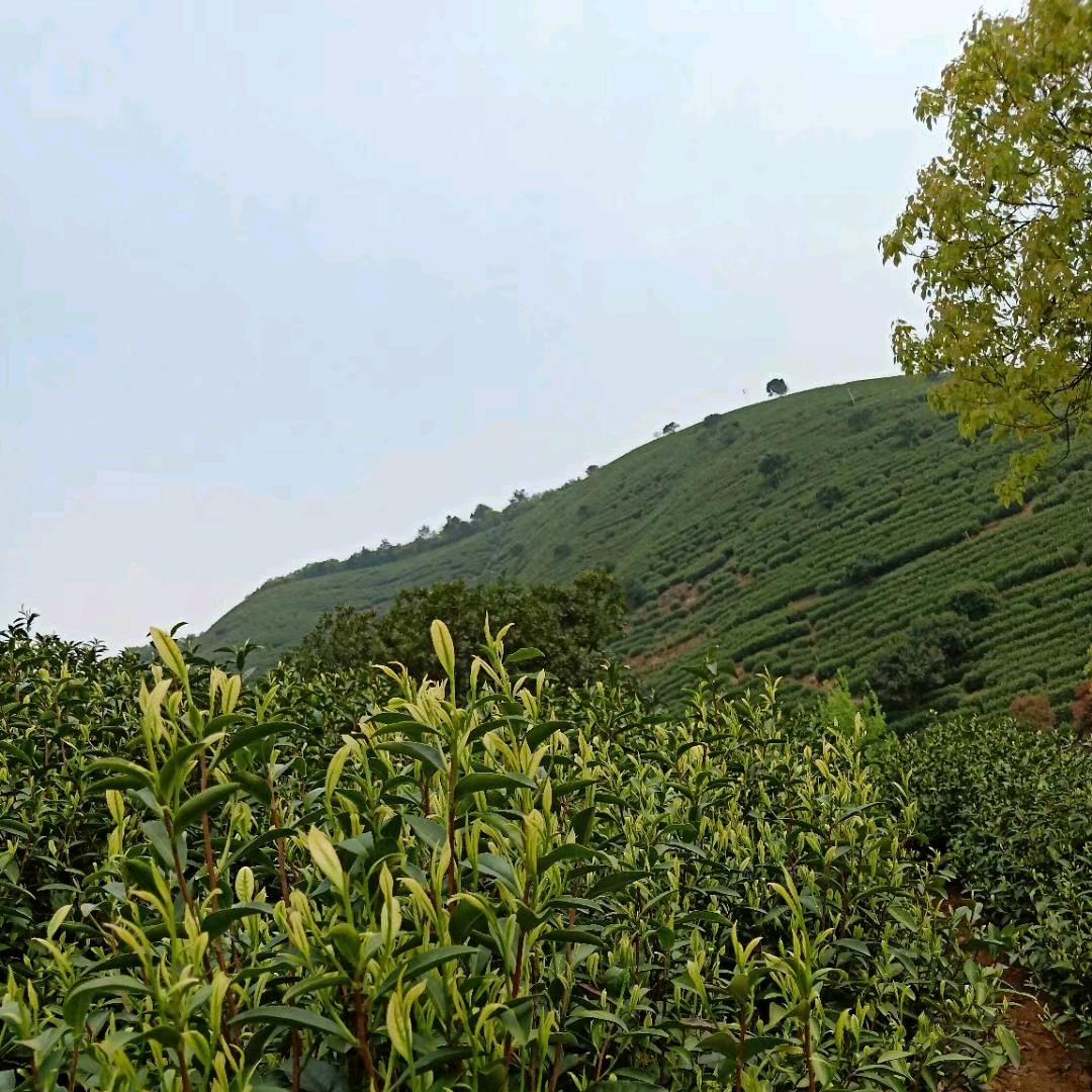 安吉梅溪二品茶业