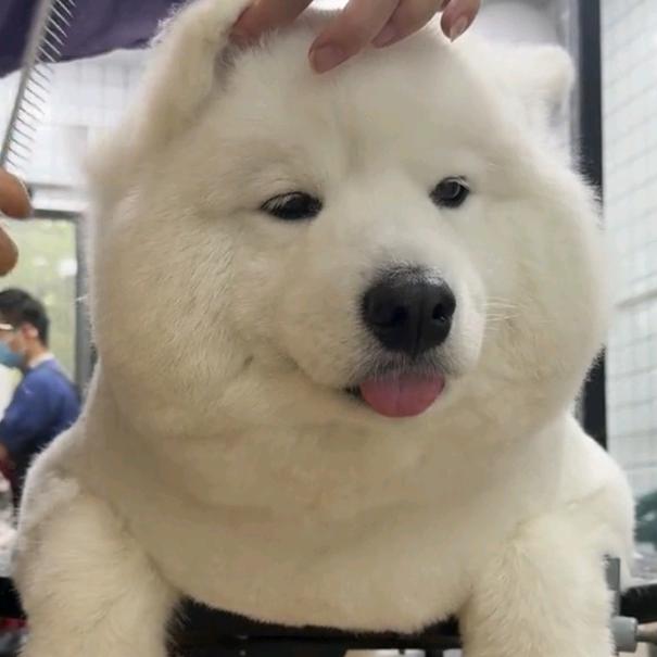 可可敲可爱