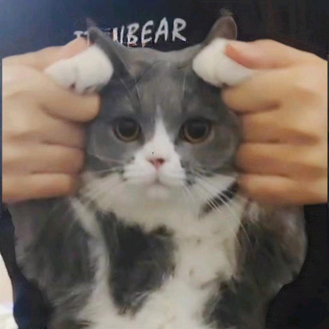 墩点包子_养猫日记