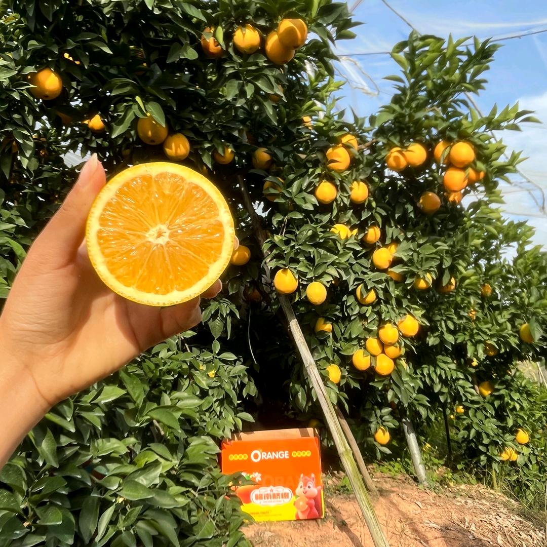 赣南一颗橙（橙子在橱窗）