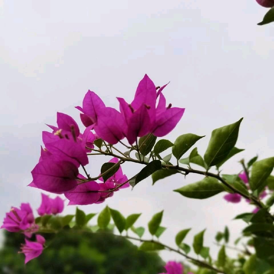 可之乐