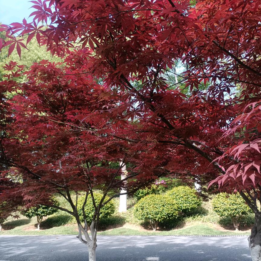 桂桂🌺