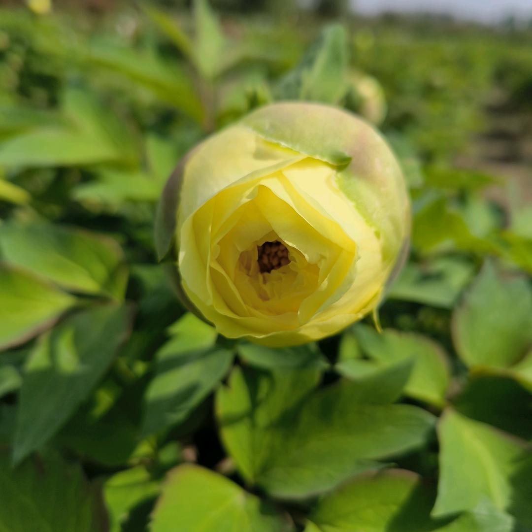 杜小芳