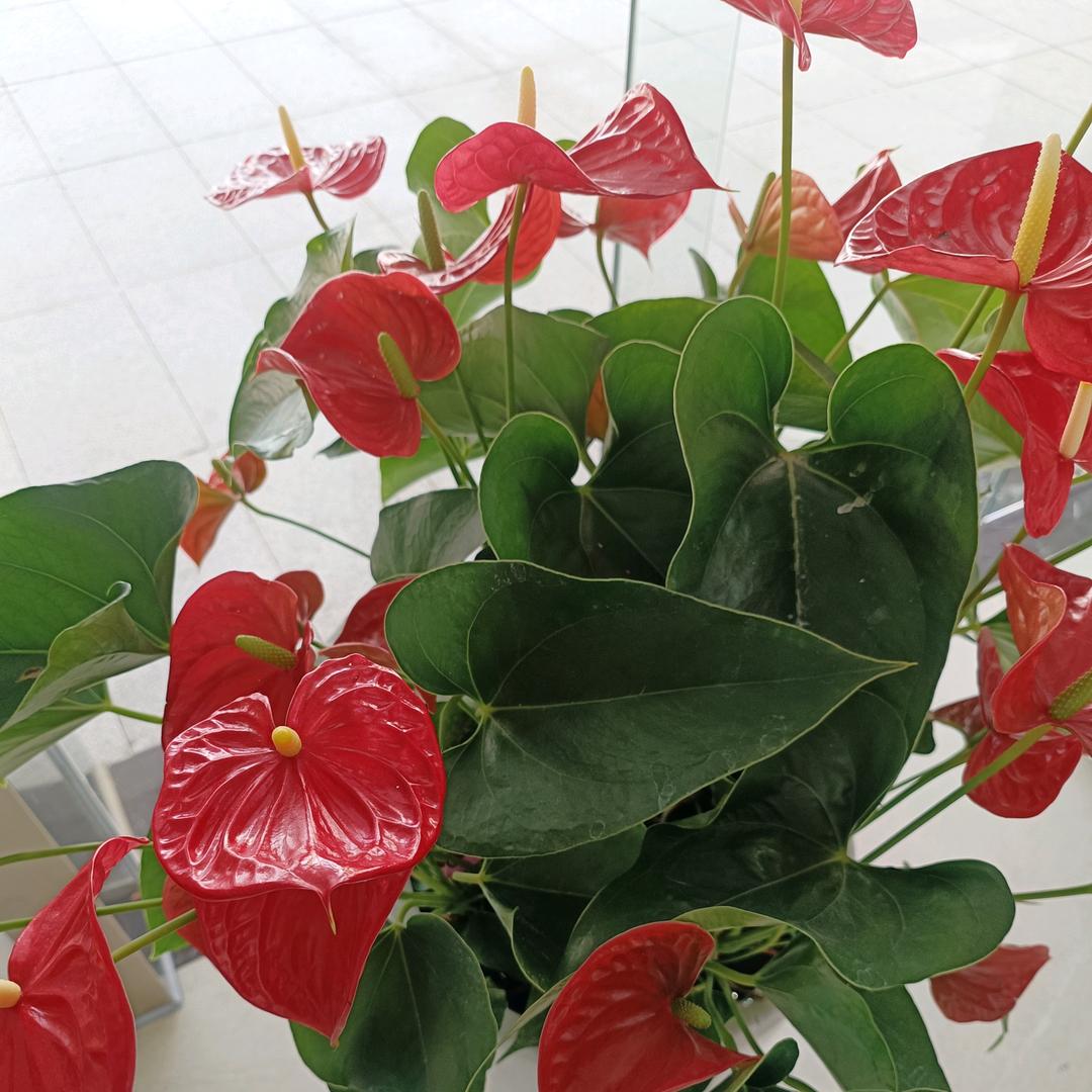 ( ✩︎‧₊越￥来￥越￥好￥