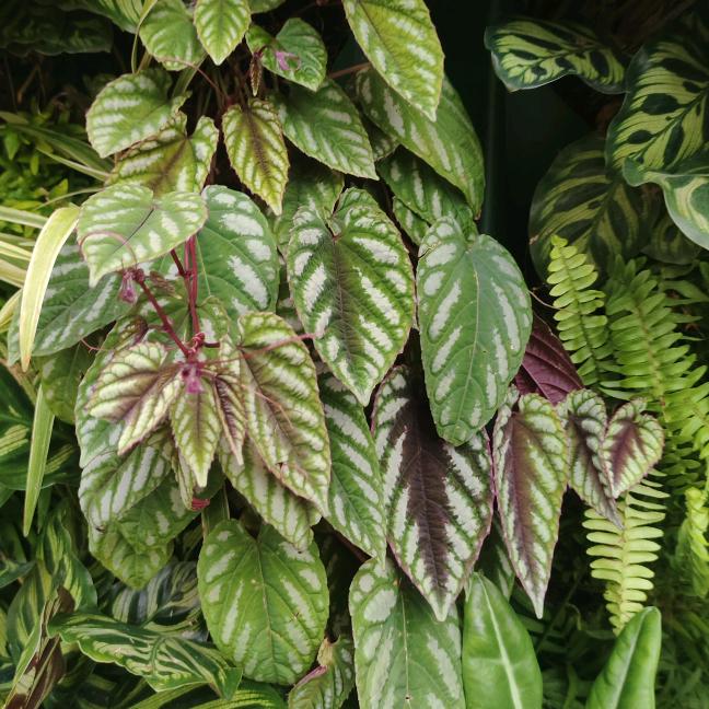 莉芳绿植花坊