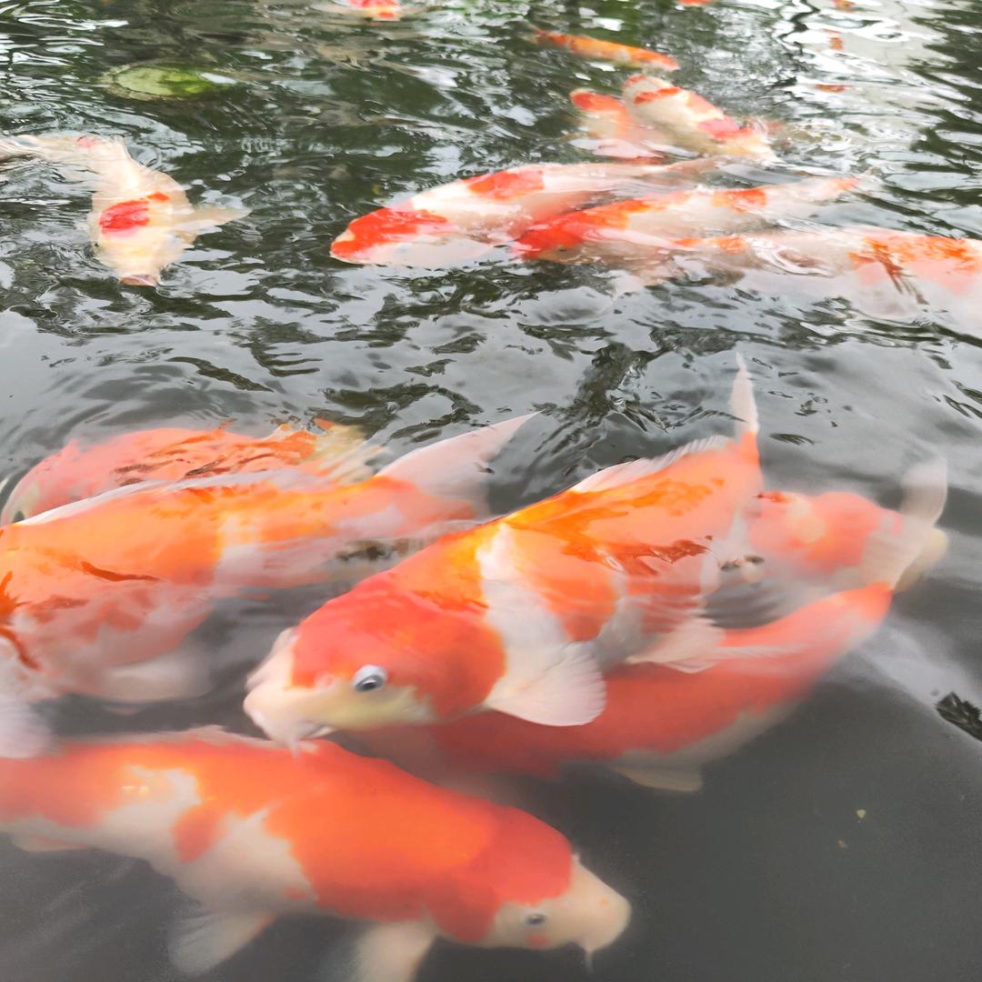 香菜不吃芫荽