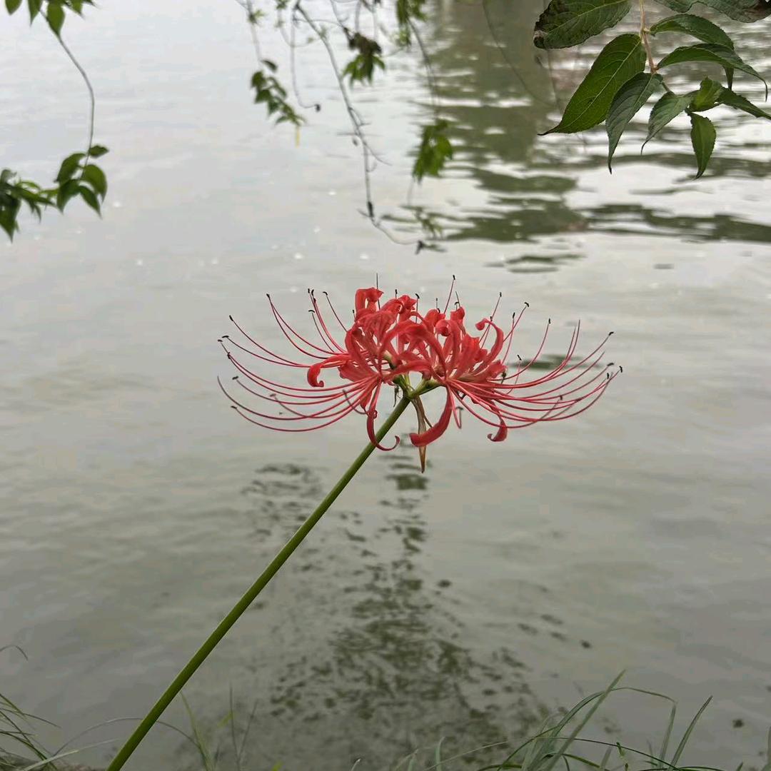 半夏