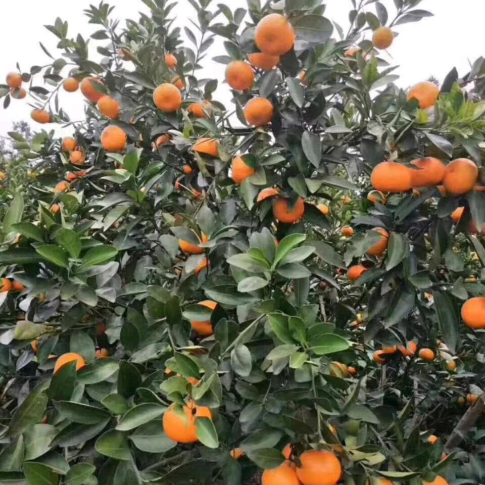 潮汕春天
