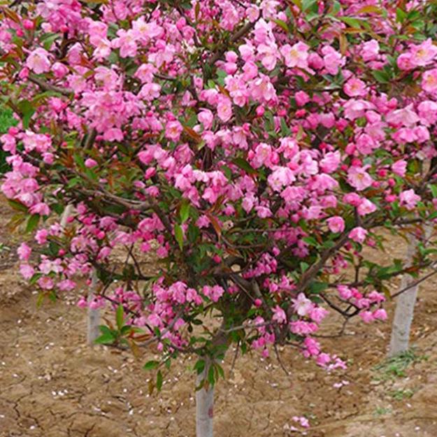 树芹绿化园林花卉