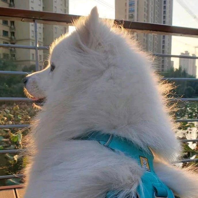 笙箫浓⚡️