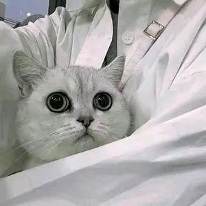 想做你怀里的猫