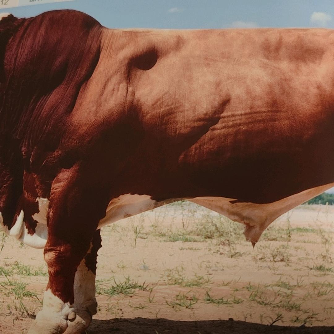 勇往直前，🐄🐄