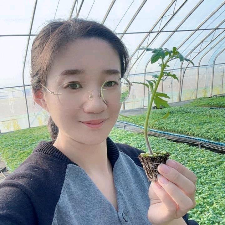 寿光蔬菜种苗—苏苏（多瑞甜蕃）