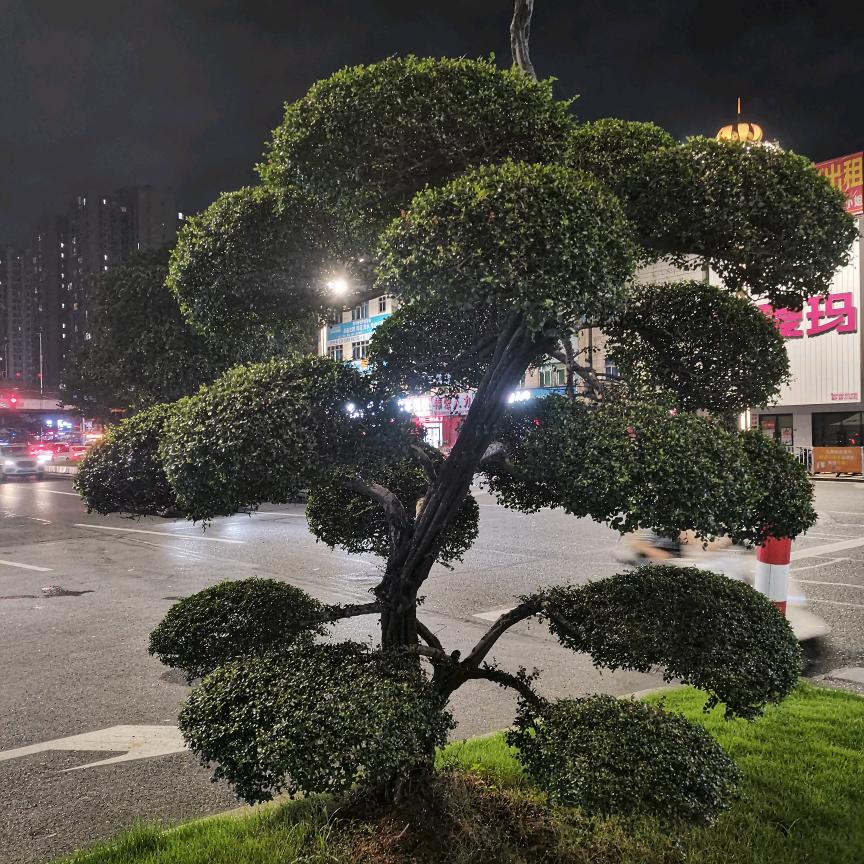 小罗