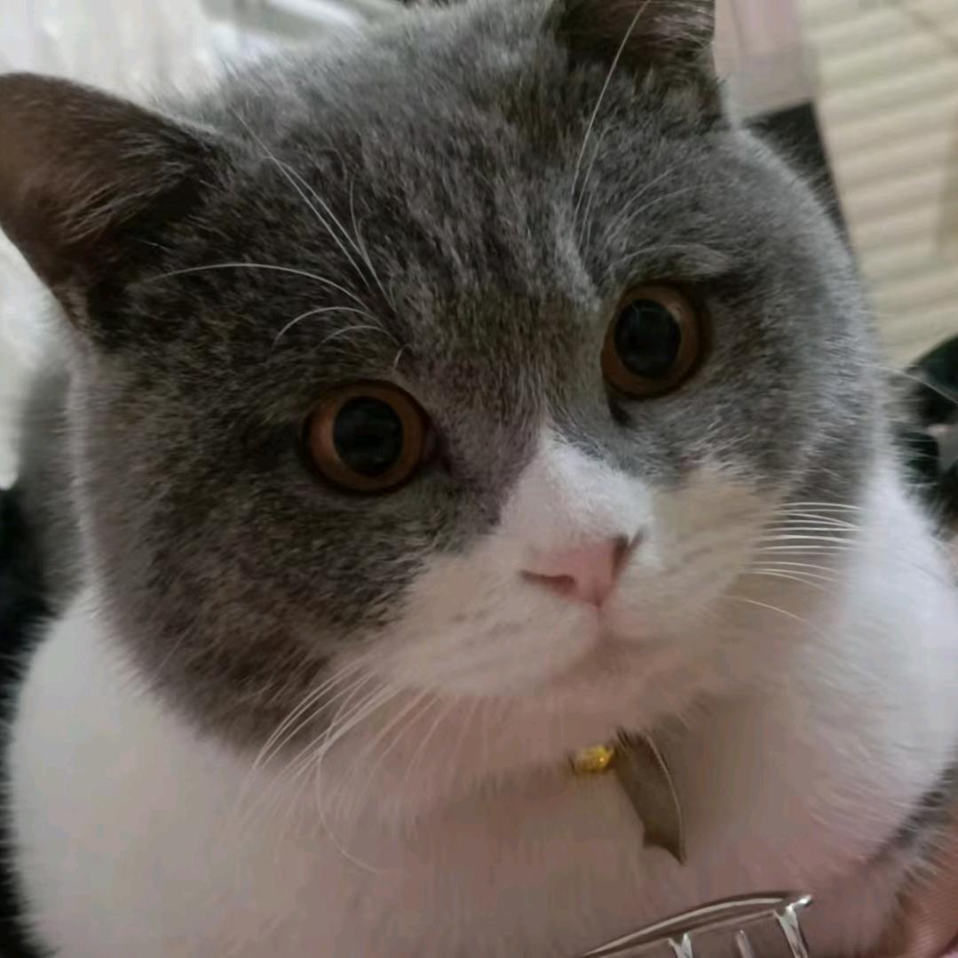 岩雀仔