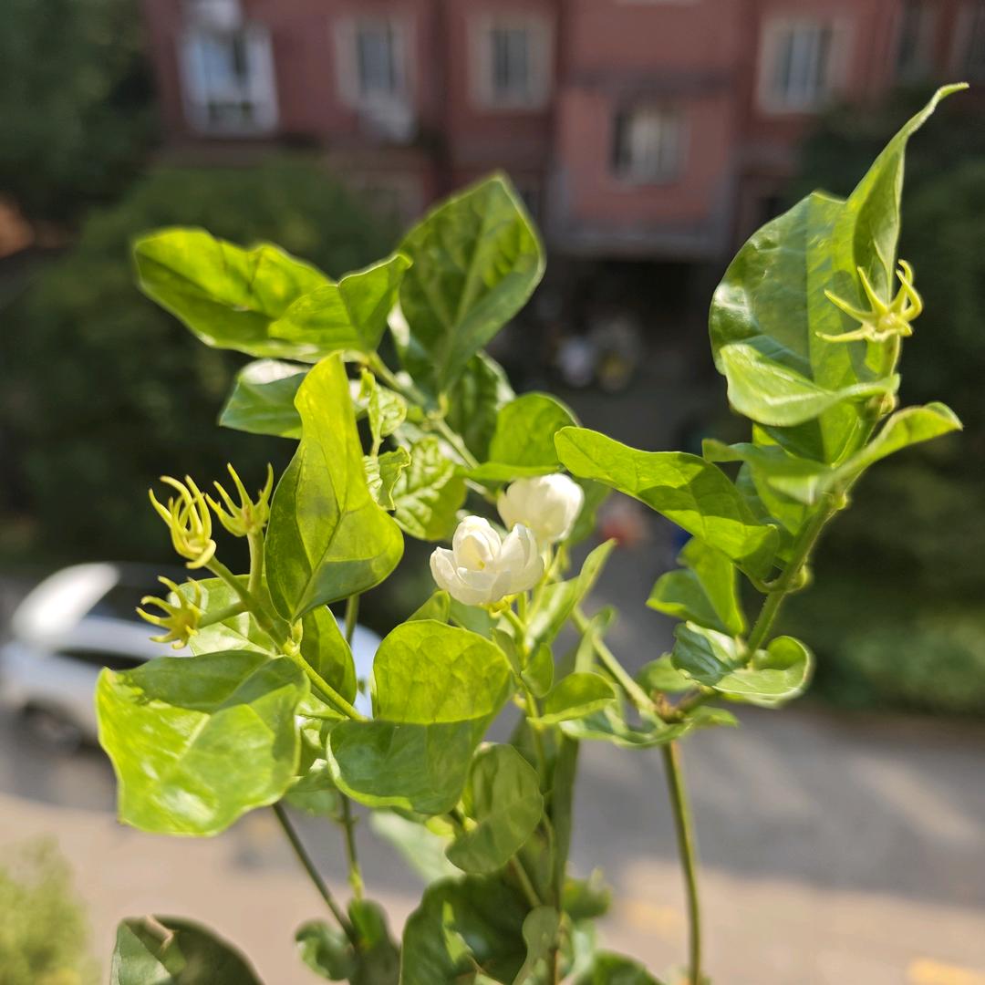 我和我的花草世界