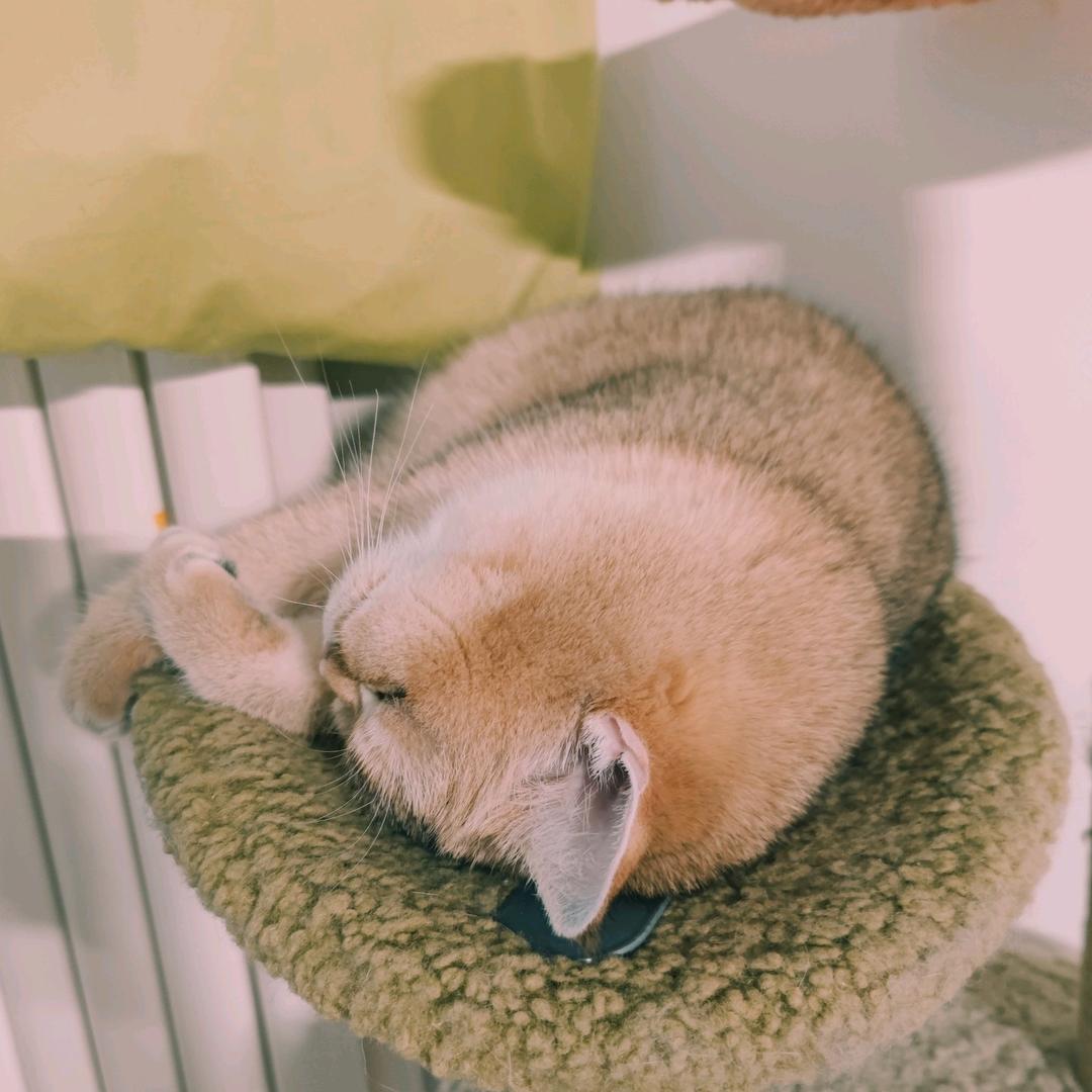 王机智