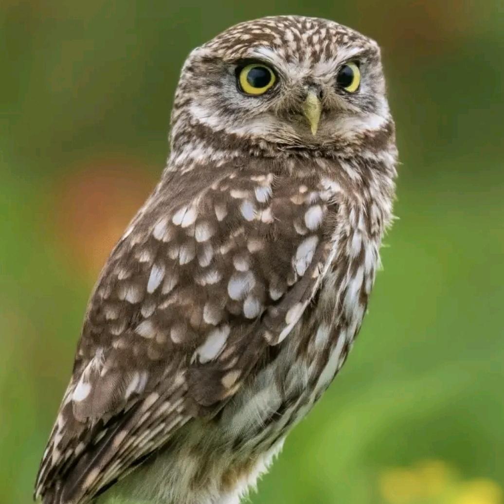 李文锁城北碚店冲冲