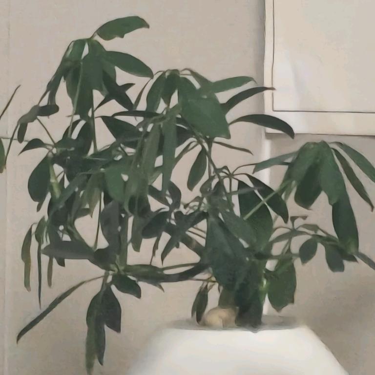 阳阳