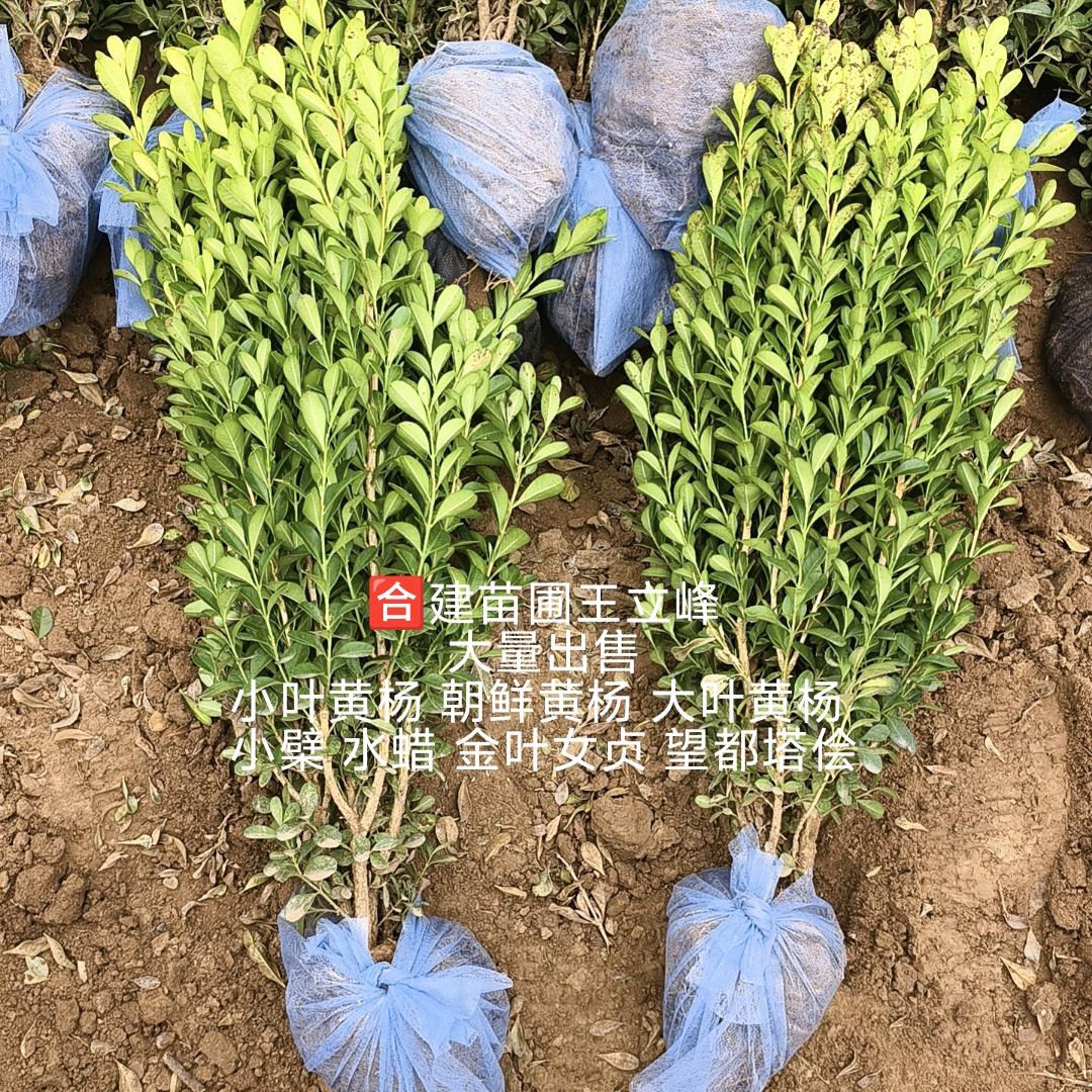 河北保定合建苗圃森晗绿化