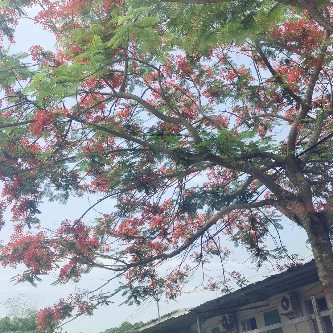 🥀꧔ꦿ梅妳💗不行ꦿ࿐້