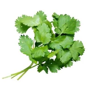 香菜公主