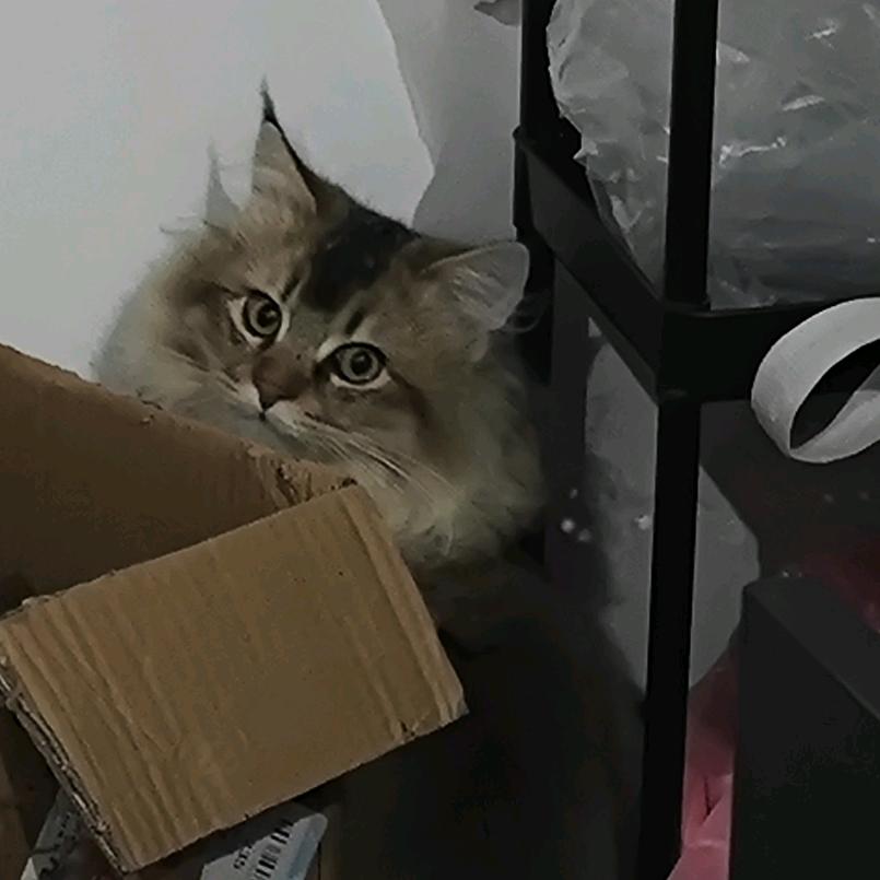 小土豆(●—●)