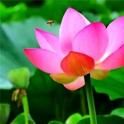 陈大哥天天开心。