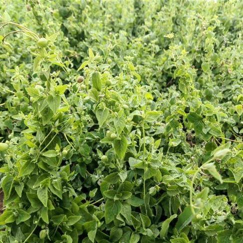 乾坤丰隆农业有限公司